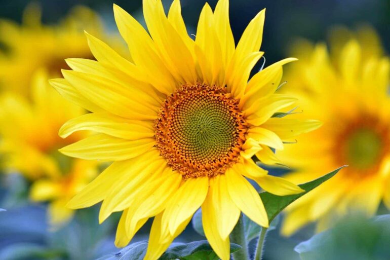 sunflowers 8351807 1280 - «Προσωποποίηση» στην εκπαίδευση: Πώς η αναγνώριση και η προσοχή εμπνέουν τα παιδιά - Legacy Legatou